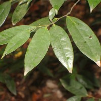 Polyalthia persicifolia (Hook.f. & Thomson) Bedd.